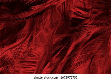 Beautiful Dark Red Maroon Feather Pattern Texture Background