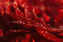 Beautiful Dark Red Rose Buds With Water Drops Close Up. Nature Concept. Floral Background. Focus Is On Some Water Drops And Petals