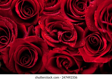 Beautiful Dark Red Roses