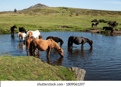 Beautiful Dartmoor Ponies Take A Refreshing Dip And Drink On A Hot Summer Day On Dartmoor