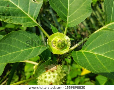 Beautiful Datura innoxia green fruit.
It also known as Datura wrightii or sacred datura. 