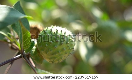 Beautiful Datura innoxia green fruit. It also known as Datura wrightii or sacred datura. 