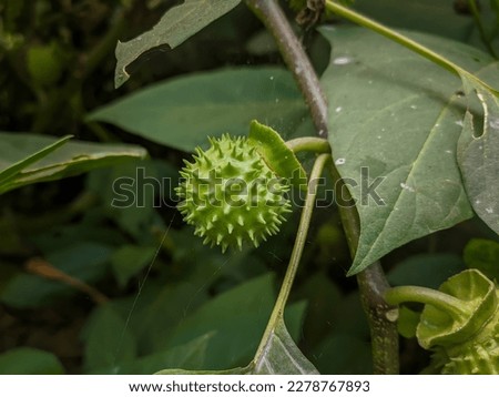 Beautiful Datura innoxia (Datura metel) green fruit. It also known as Datura wrightii or sacred datura. 