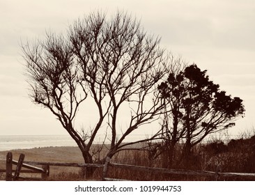 A Beautiful Day In February At Coast Guard Beach, Cape Cod