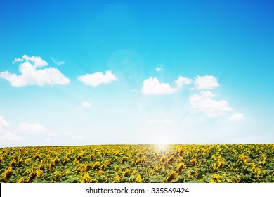 Beautiful Day And Sunflower Field