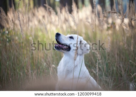 Similar – Labrador retriever Blonde