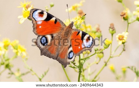 beautiful daytime peacock butterfly sitting on a flower