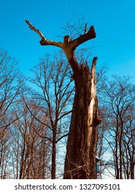 A Beautiful Dead Tree That Has Been Reborn In A Work Of Art