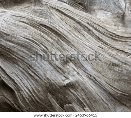 Beautiful Deadwood texture background closeup. Aged Grey surface of a dead tree stump uprooted during a forest fire or storm. Dead wood smooth surface details lines and curves wavy pattern close up.
