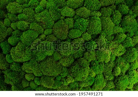 Beautiful decorative bun moss texture.