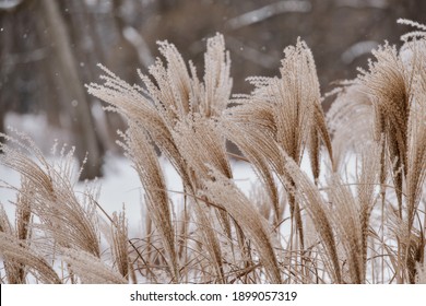 beautiful decorative large ornamental grass in park in winter day during snowfall natural background - Powered by Shutterstock