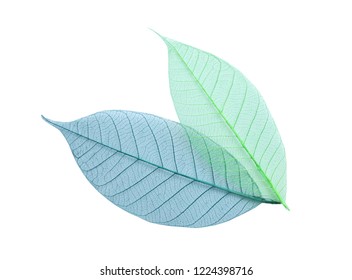 Beautiful decorative skeleton leaves on white background, top view