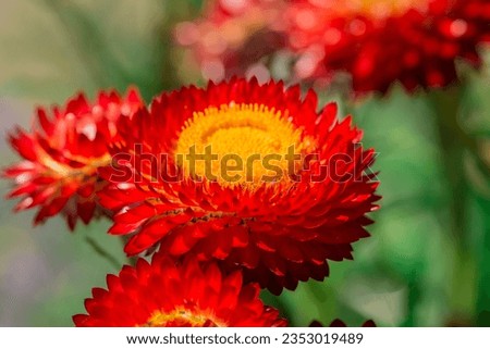 Beautiful Deep Colored Strawflower Macro