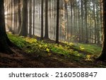 Beautiful deep forest scene. Light beam in woodland. Forest wood background