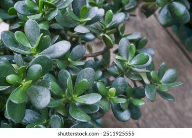 beautiful, deep green coloured thick, oval, and fleshy leaves of Jade plant (Crassula ovata), a shrub like succulent plant native to South Africa. An excellent indoor plant that is easy to care. - Powered by Shutterstock