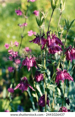 Beautiful deep pink Columbine flowers ( Aquilegia vulgaris ) growing on the meadow. Traditional ornamental plants.