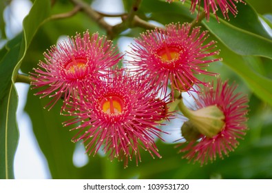 Beautiful Deep Pink Powder Puff Flowers Of Australian Native Eucalyptus Tree - Dunlop's Bloodwood (Corymbia Dunlopiana)