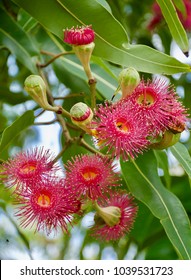 Beautiful Deep Pink Powder Puff Flowers Of Australian Native Eucalyptus Tree - Dunlop's Bloodwood (Corymbia Dunlopiana)