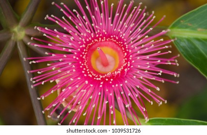 Beautiful Deep Pink Powder Puff Flowers Of Australian Native Eucalyptus Tree - Dunlop's Bloodwood (Corymbia Dunlopiana)