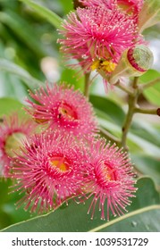 Beautiful Deep Pink Powder Puff Flowers Of Australian Native Eucalyptus Tree - Dunlop's Bloodwood (Corymbia Dunlopiana)