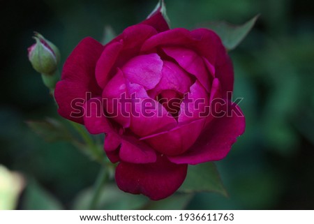 A beautiful deep pink rose growing in a garden.