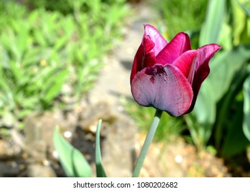 Beautiful deep purple tulip blossom close up