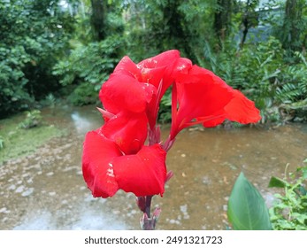 Beautiful Deep Red Kalavati Flowers - Powered by Shutterstock