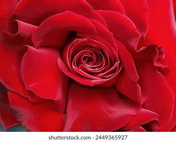 a beautiful deep red rose shot as an abstraction in macro mode. background for postcard design or desktop or any phone screensaver Foto Stok