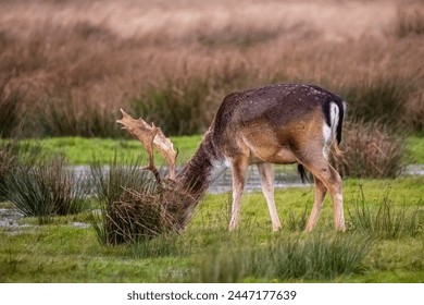 Beautiful deer with big horns walk in the forest, park. Deer eat grass. Beautiful foggy morning. Deer graze on the lawn. National Park with animals, deer. - Powered by Shutterstock