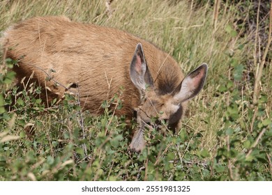 Beautiful Deer Grazes on Colorado Mountainside - Powered by Shutterstock