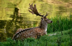 A Beautiful Deer Lies And Rests. Deer On Nature. Deer On Grass. Deer On River Grass