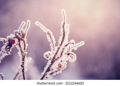 Beautiful Delicate Abstract Natural Winter Wallpaper. Frosty Winter Day. Artistic Scene With Rose Hip In Hoar Frost, Macro, Soft Focus. Wintertime. 