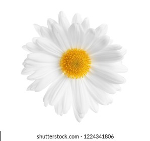 Beautiful And Delicate Chamomile Flower On White Background