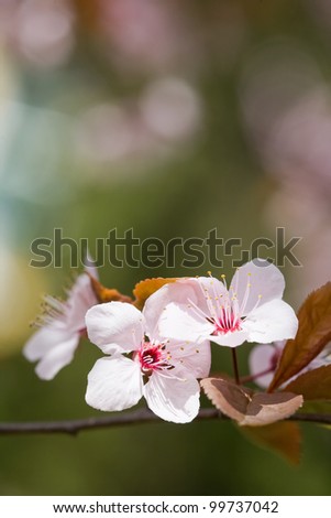 Similar – Image, Stock Photo Zero eight fifteen | typical spring picture