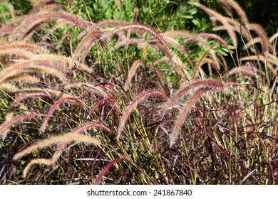 Beautiful Delicate Fox Tail Grass In Queensland, Australia