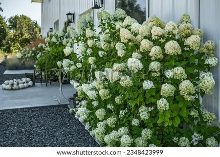 Beautiful and delicate Hydrangea flowers in the garden. House with nicely landscaped front yard in summer. Peegee Hydrangea flowers around the house. House entrance with a beautiful garden