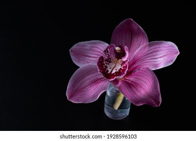 Beautiful delicate orchid flower in a mini glass bottle of water. Small glass jar with orchid flower.