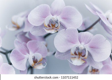 Beautiful delicate orchid flowers shot in soft light