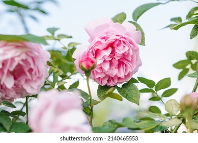 Beautiful Delicate Pink Rose Flowers Mary Rose In The Summer Garden