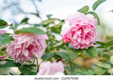 Beautiful Delicate Pink Rose Flowers Mary Rose In The Summer Garden