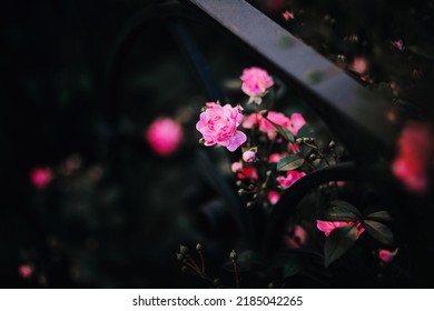 Beautiful Delicate Pink Rose Flowers Bloom On A Bush In The Garden Near A Metal Fence In The Twilight Of A Summer Night. The Beauty Of Nature.