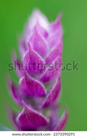 A beautiful delicate purple colored flower. Plant with blurred background
