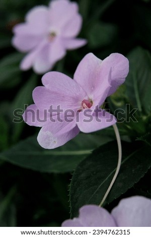 a beautiful, delicate purple flower with its center of white petals surrounded by green leaves. The flowers is in full bloom. their vibrant colors contrasting beautifully with the dark background.