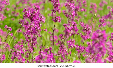 Silene Viscaria の画像 写真素材 ベクター画像 Shutterstock