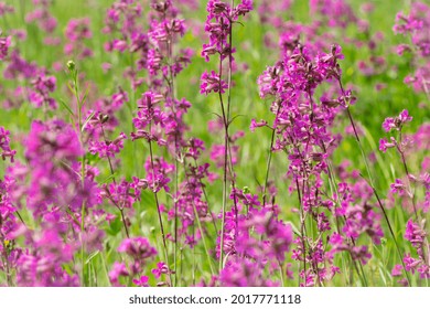 Silene Viscaria の画像 写真素材 ベクター画像 Shutterstock