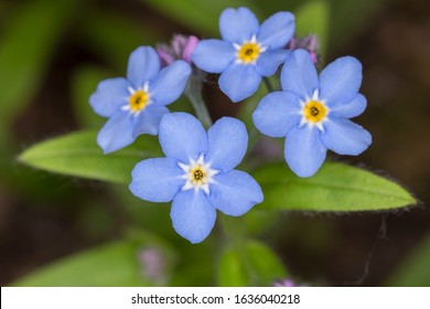 Myosotis Images Stock Photos Vectors Shutterstock