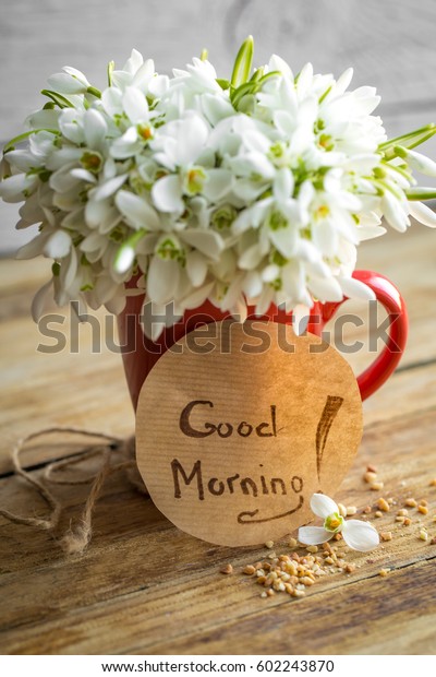 Beautiful Delicate Snowdrops Red Cup Words Stock Photo Edit Now