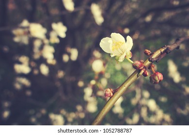 beautiful delicate spring twig of a fruit tree showered with small, tiny white flowers - Shutterstock ID 1052788787