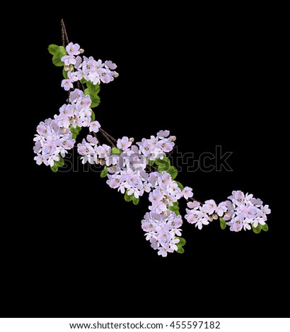 Similar – White apple blossoms in front of a blue sky