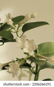 Beautiful Delicate White Flowers Indoor Jasmine Plant